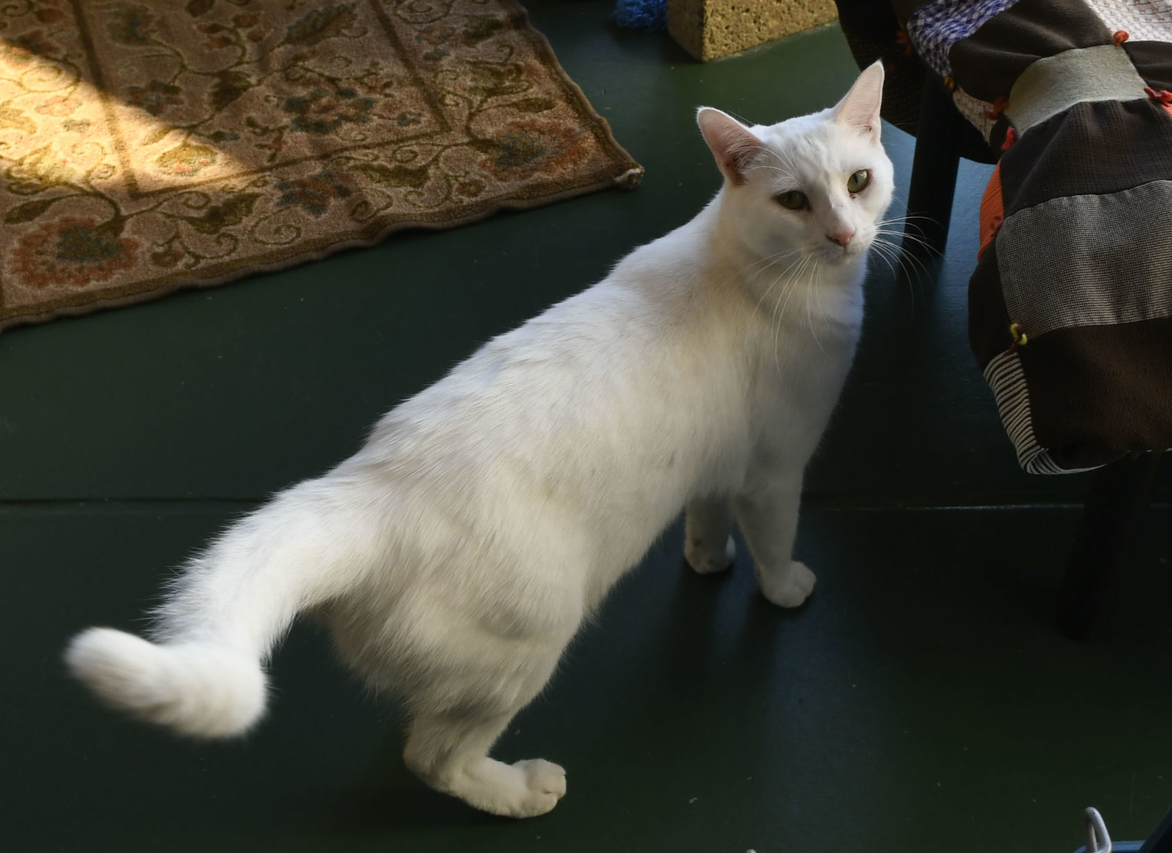 091219 Humane Society 05.jpg